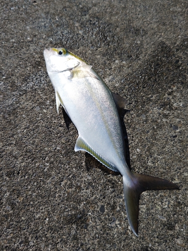 カンパチの釣果