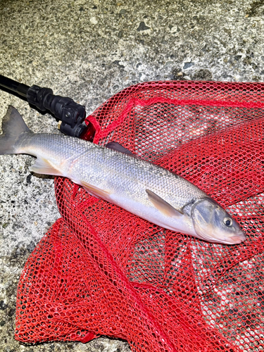 ウグイの釣果