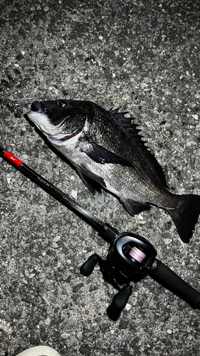 チヌの釣果