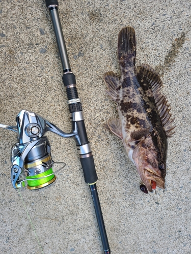 タケノコメバルの釣果