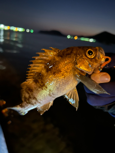 メバルの釣果