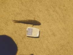 ハゼの釣果