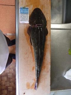 ハゼの釣果