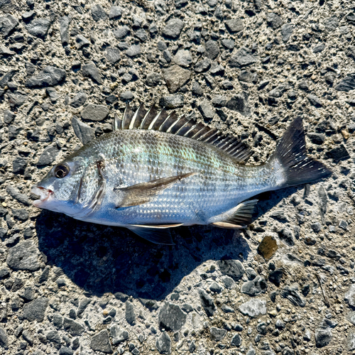 クロダイの釣果