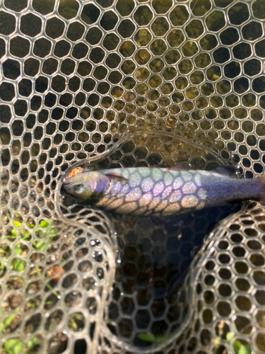 ニジマスの釣果