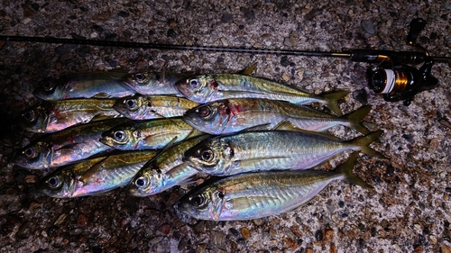 アジの釣果