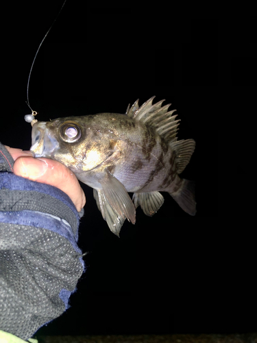 メバルの釣果