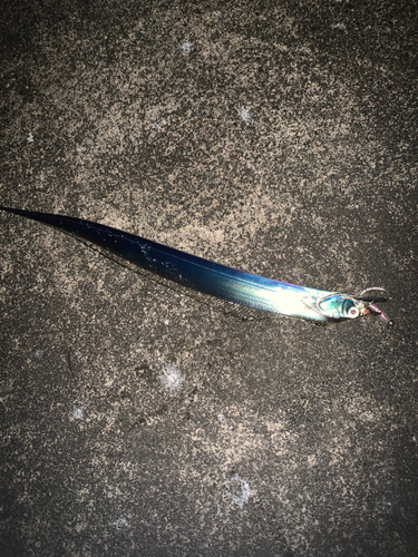 タチウオの釣果