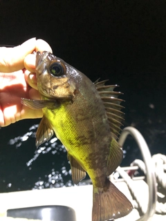 アカメバルの釣果