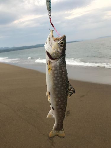 アメマスの釣果