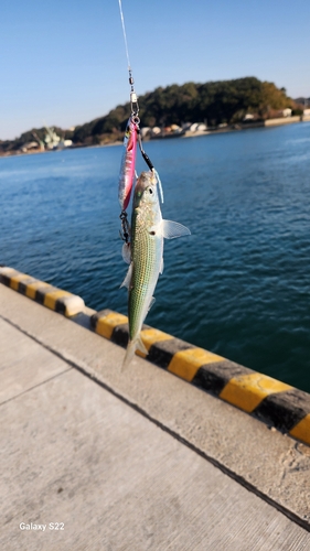 コハダの釣果