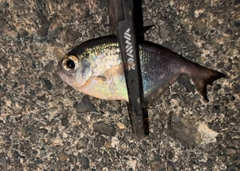 ハタンポの釣果