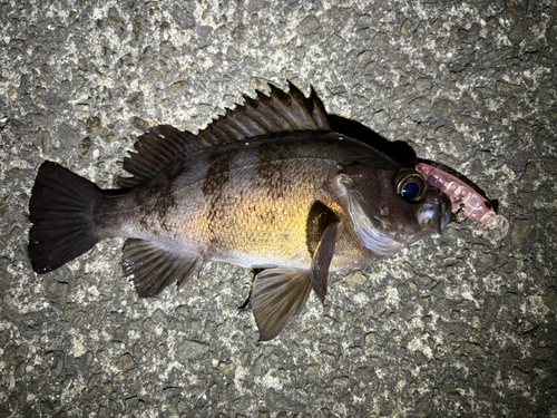 シロメバルの釣果