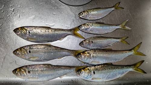 コノシロの釣果