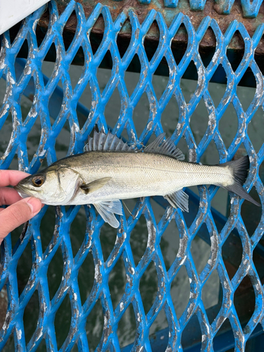 セイゴ（マルスズキ）の釣果