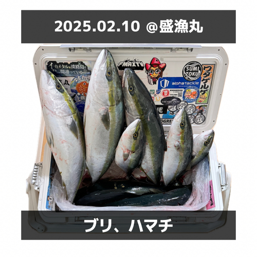 ブリの釣果