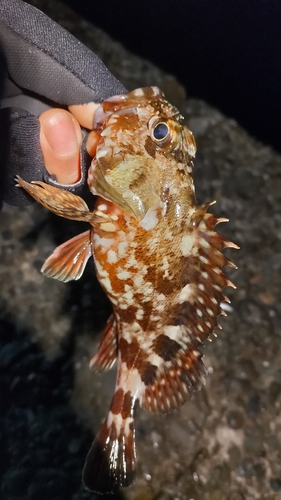 ガシラの釣果