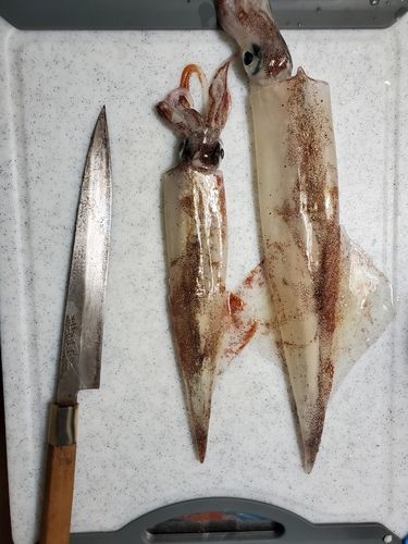 ヤリイカの釣果