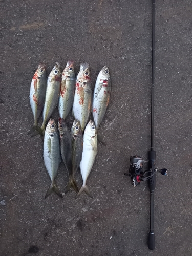 アジの釣果