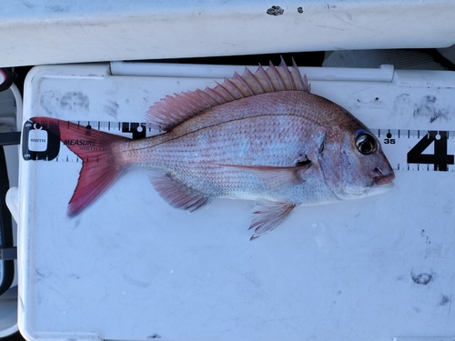 タイの釣果