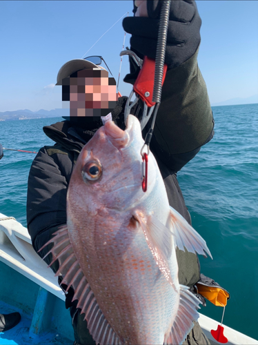 マダイの釣果