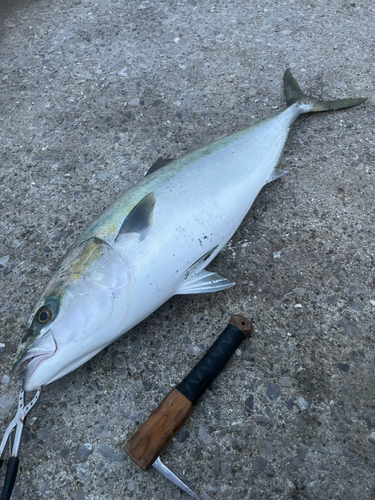 ブリの釣果