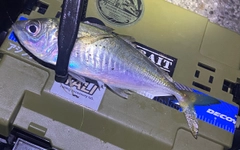 マアジの釣果