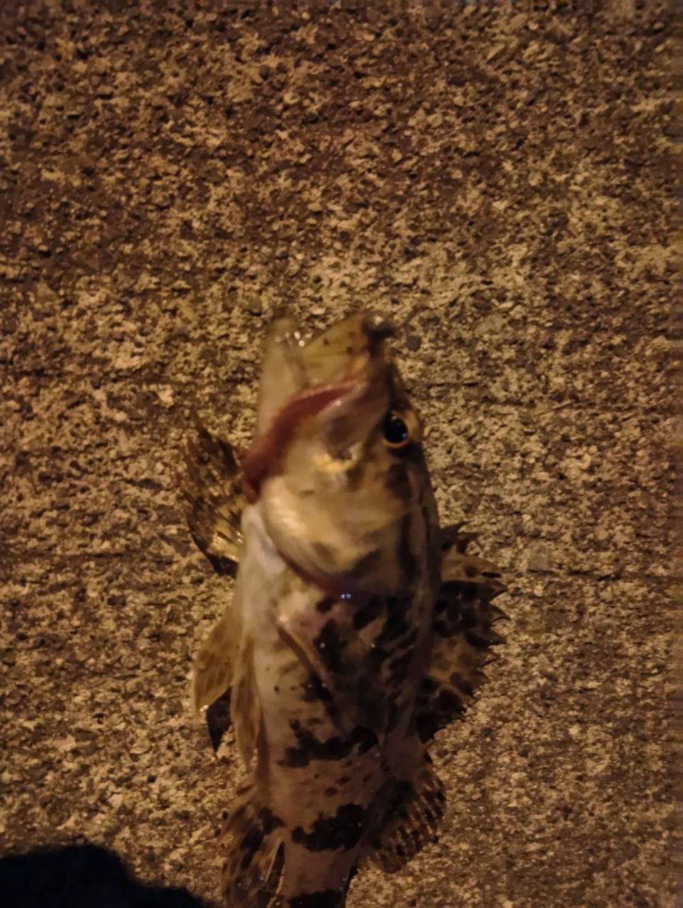 タケノコメバル
