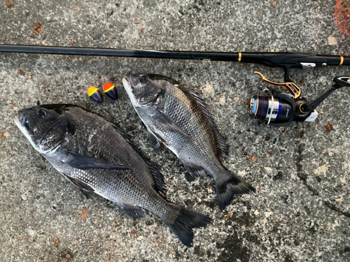 クロダイの釣果