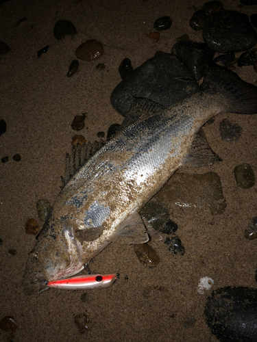 セイゴ（ヒラスズキ）の釣果