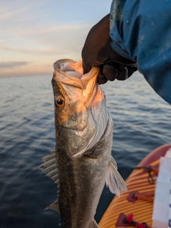 シーバスの釣果