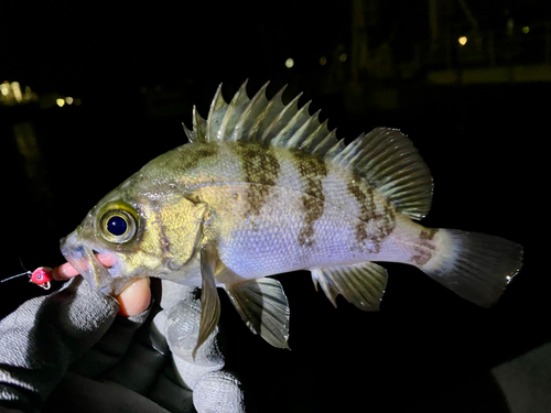 メバルの釣果