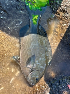 メジナの釣果