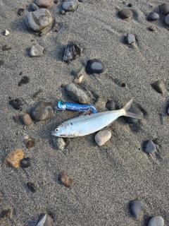 コノシロの釣果