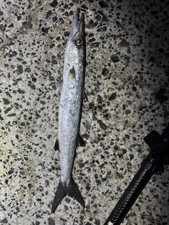 オオメカマスの釣果