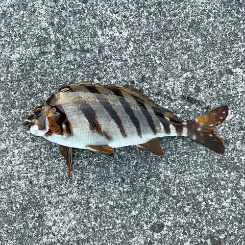 タカノハダイの釣果