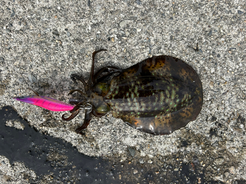 アオリイカの釣果