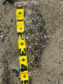 ヒラメの釣果