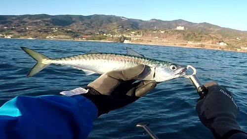 マサバの釣果