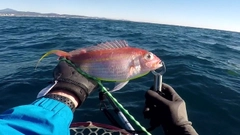 イトヨリダイの釣果