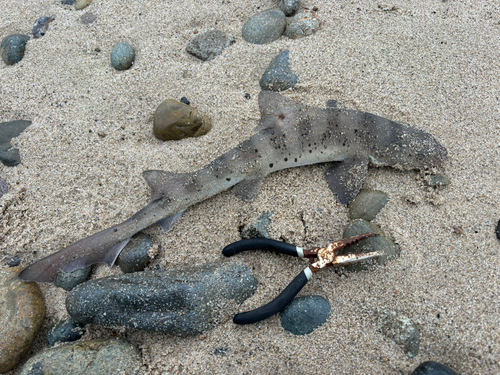 サメの釣果