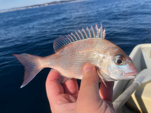 マダイの釣果