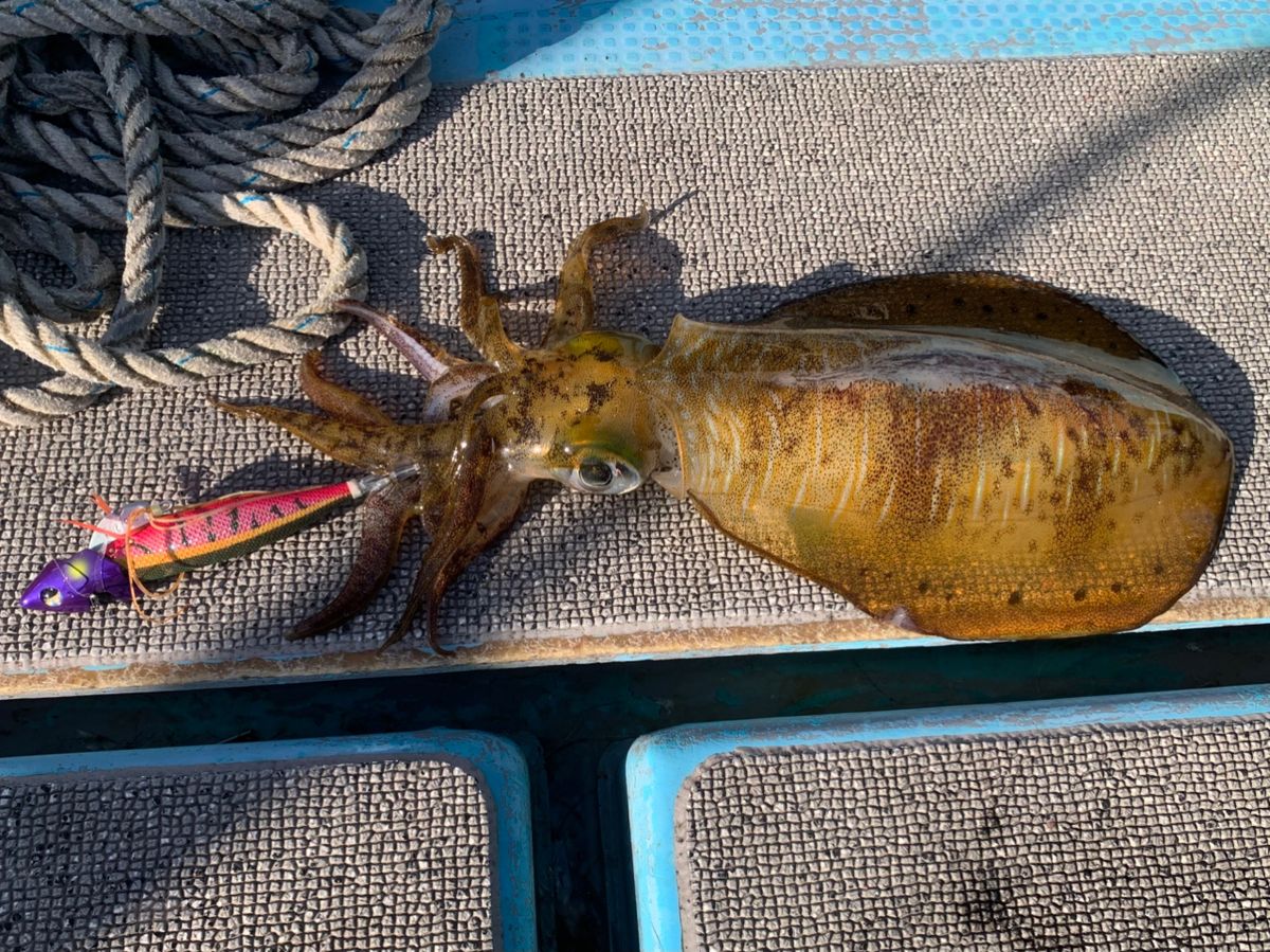 めしてろさんの釣果 1枚目の画像