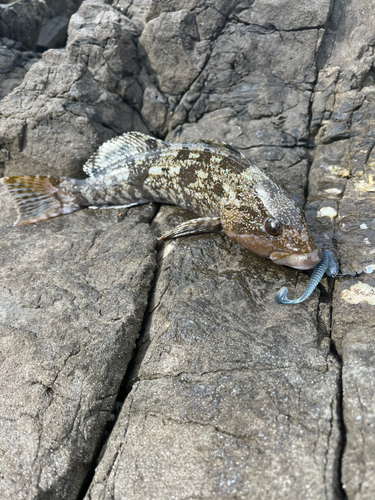 アイナメの釣果