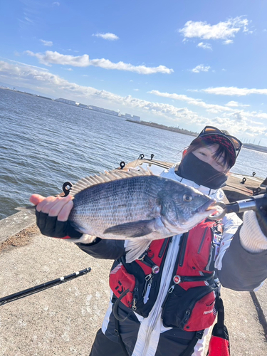 チヌの釣果