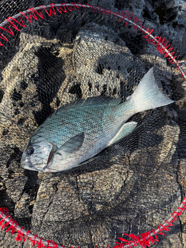 クチブトグレの釣果