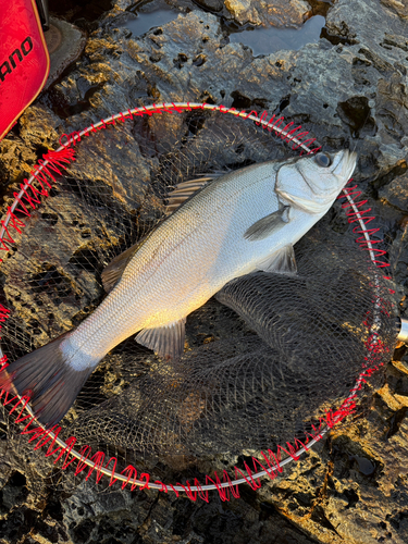 セイゴ（ヒラスズキ）の釣果