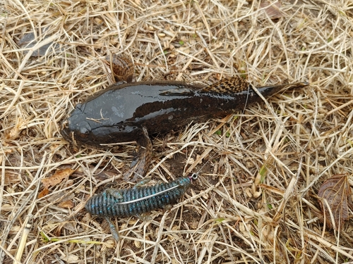 カワアナゴの釣果