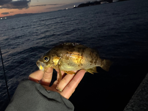 アカメバルの釣果