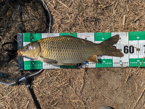 コイの釣果